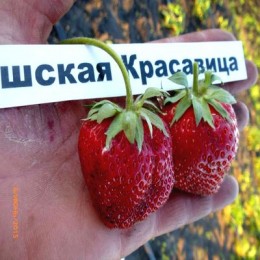 Рассада клубники Чешская красавица